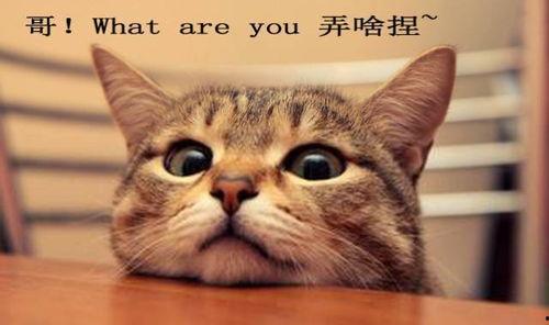 吃瓜娱乐君折耳猫,吃瓜娱乐君带你揭秘网红宠物的魅力与争议 第2张 吃瓜娱乐君折耳猫,吃瓜娱乐君带你揭秘网红宠物的魅力与争议 第2张